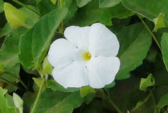 Thunbergia atriplicifolia
