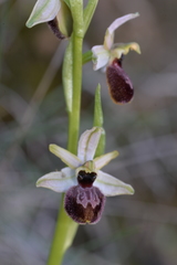 Ophrys exaltata arachnitiformis