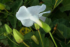 Thunbergia atriplicifolia