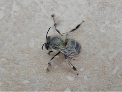 Anthophora plumipes