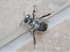 Anthophora plumipes