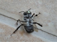 Anthophora plumipes