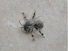 Anthophora plumipes