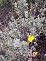 Cistus atriplicifolius