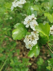 Crataegus