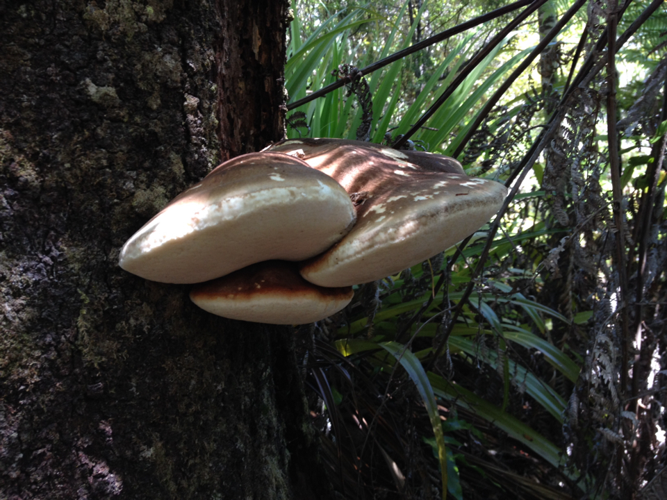 Laetiporus portentosus image