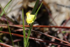 Utricularia subulata