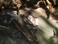 Carcinoscorpius rotundicauda