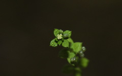 Galium propinquum