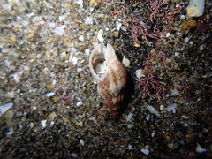 Cominella accuminata