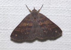 Ophyx eurrhoa