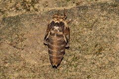 Chadisra bipars