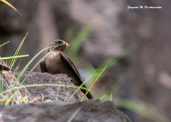 Ptyonoprogne concolor