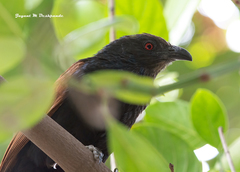 Centropus sinensis parroti