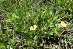 Thunbergia atriplicifolia