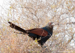 Centropus sinensis parroti