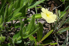 Thunbergia atriplicifolia