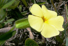Thunbergia atriplicifolia