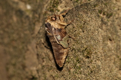 Chadisra bipars