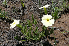 Thunbergia atriplicifolia