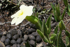 Thunbergia atriplicifolia