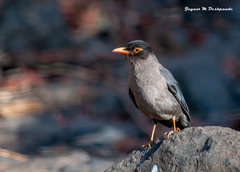 Turdus simillimus