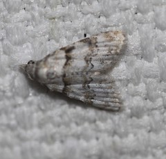 Nola euraphes