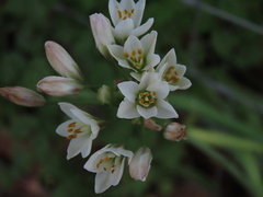 Nothoscordum gracile