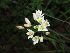 Nothoscordum gracile