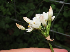 Nothoscordum gracile