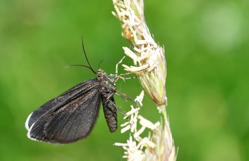 Chimney-sweeper