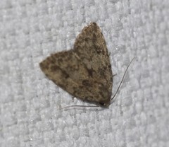 Tolpia conscitulana