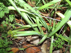 Nothoscordum gracile