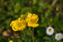 Ranunculus millefoliatus