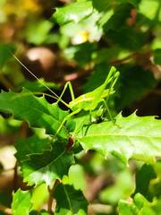 Odontura glabricauda