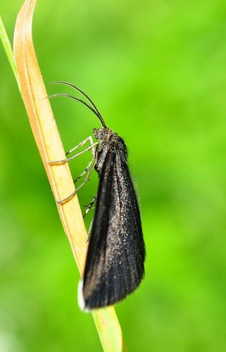 Chimney-sweeper