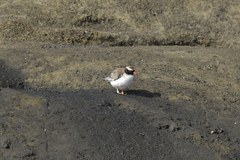 Thinornis novaeseelandiae