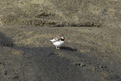 Thinornis novaeseelandiae