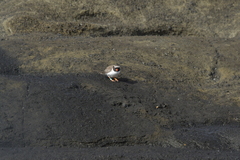 Thinornis novaeseelandiae