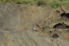 Thinornis novaeseelandiae