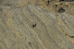 Thinornis novaeseelandiae