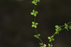 Galium propinquum