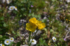 Ranunculus millefoliatus