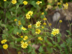 Senecio bombayensis