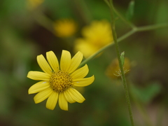 Senecio bombayensis