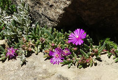 Delosperma lavisiae