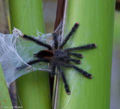 Avicularia avicularia