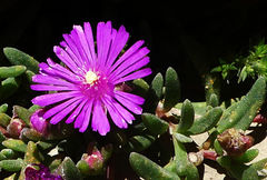 Delosperma lavisiae