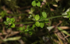 Galium propinquum