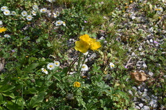 Ranunculus millefoliatus